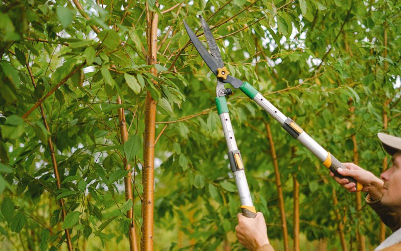 Tree trimming in Oelwein, IA